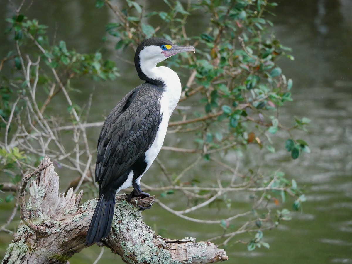 Pied Cormorant - ML621186895