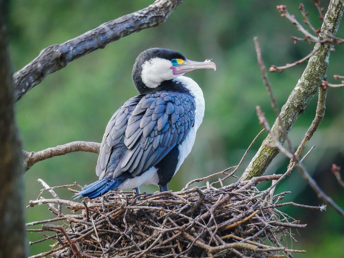 Pied Cormorant - ML621186896