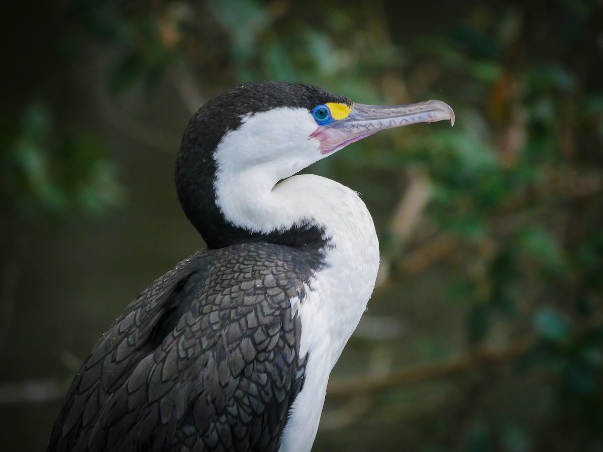 Pied Cormorant - ML621186897