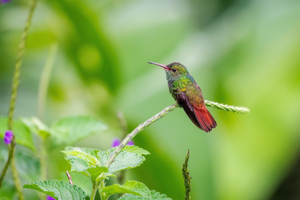 Rufous-tailed Hummingbird - ML621186905