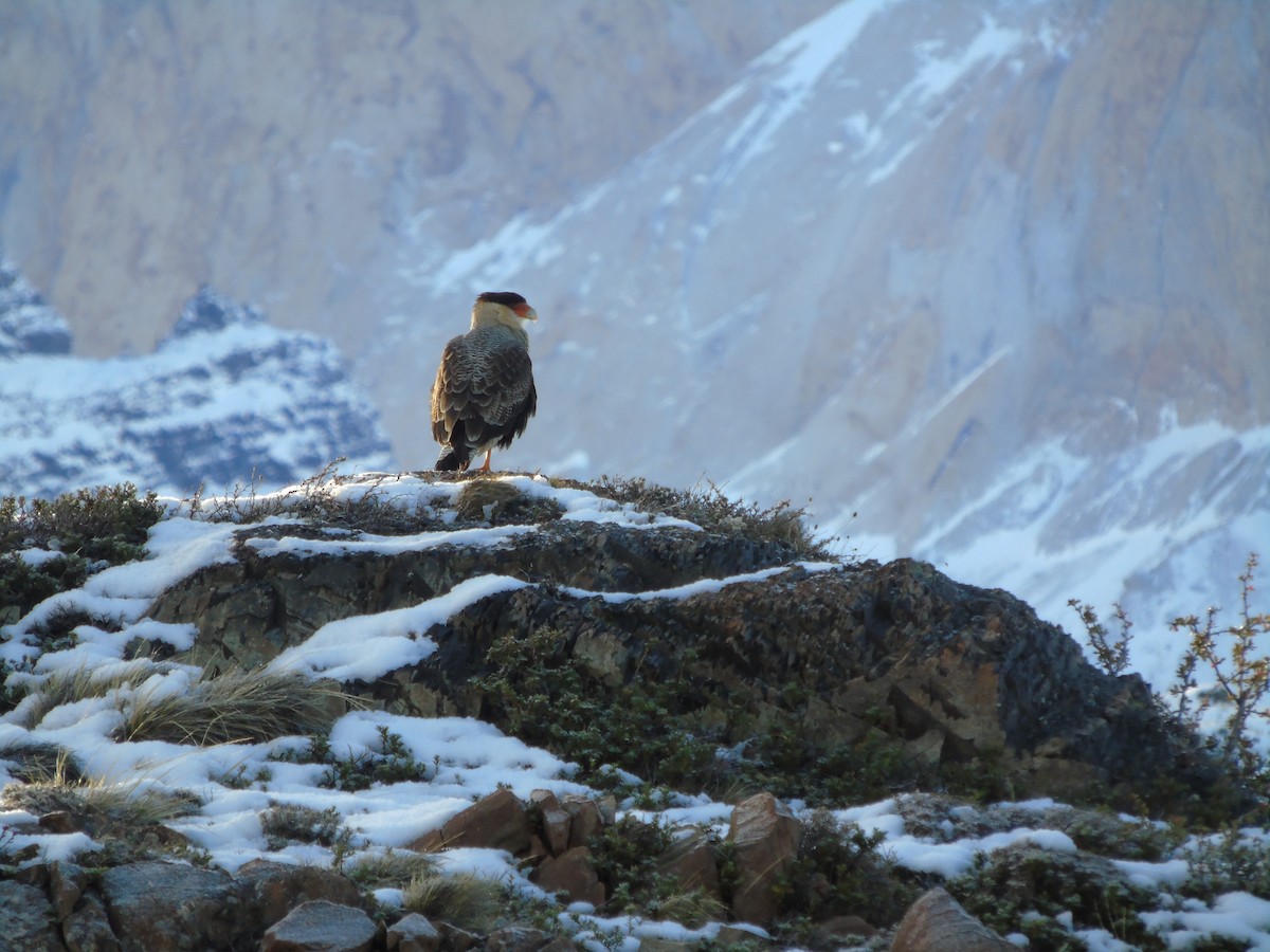 Crested Caracara - ML621186947