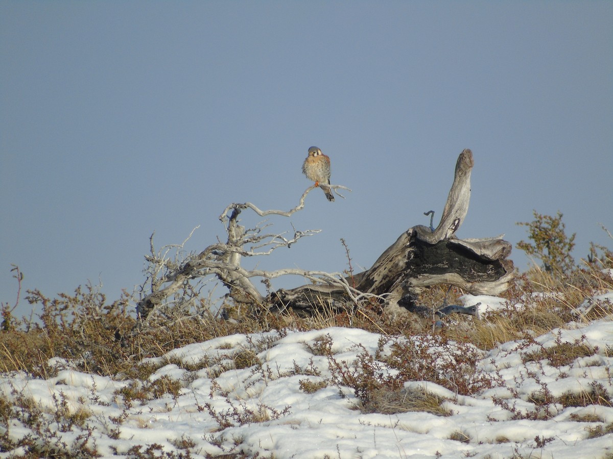 American Kestrel - ML621186950