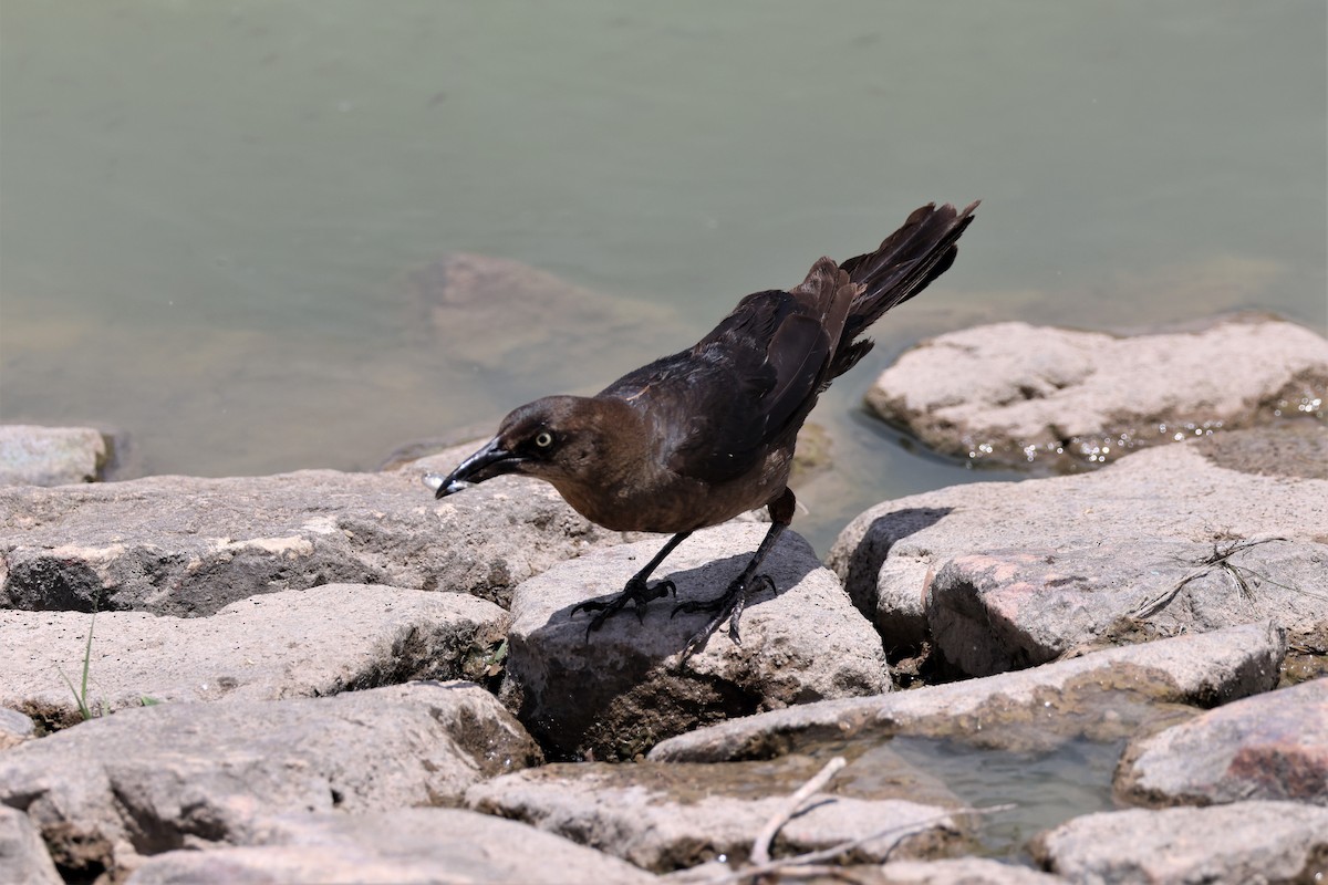 Great-tailed Grackle - ML621186960