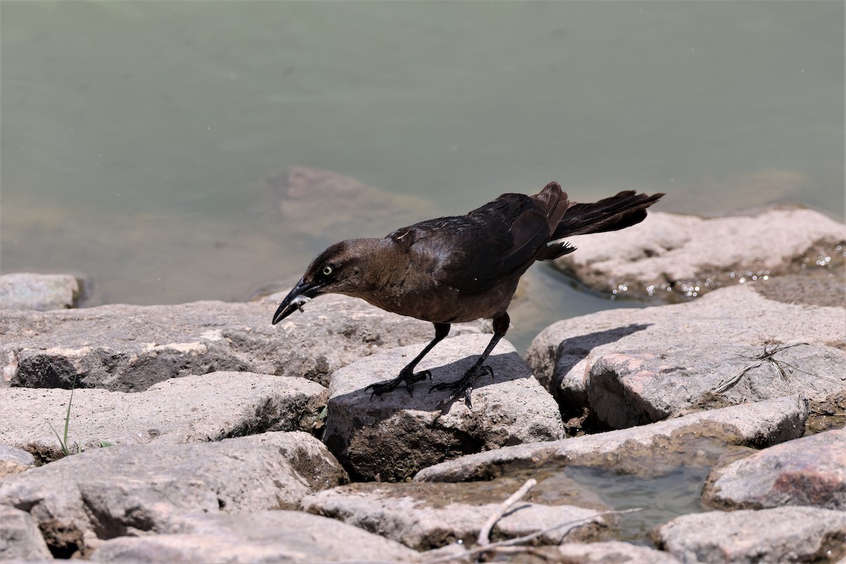 Great-tailed Grackle - ML621186961