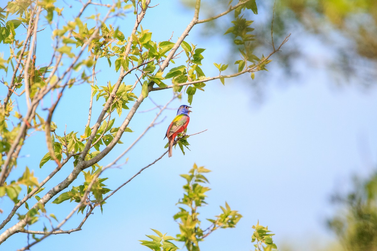 Painted Bunting - ML621186981