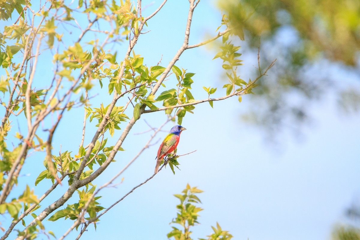 Painted Bunting - ML621186982