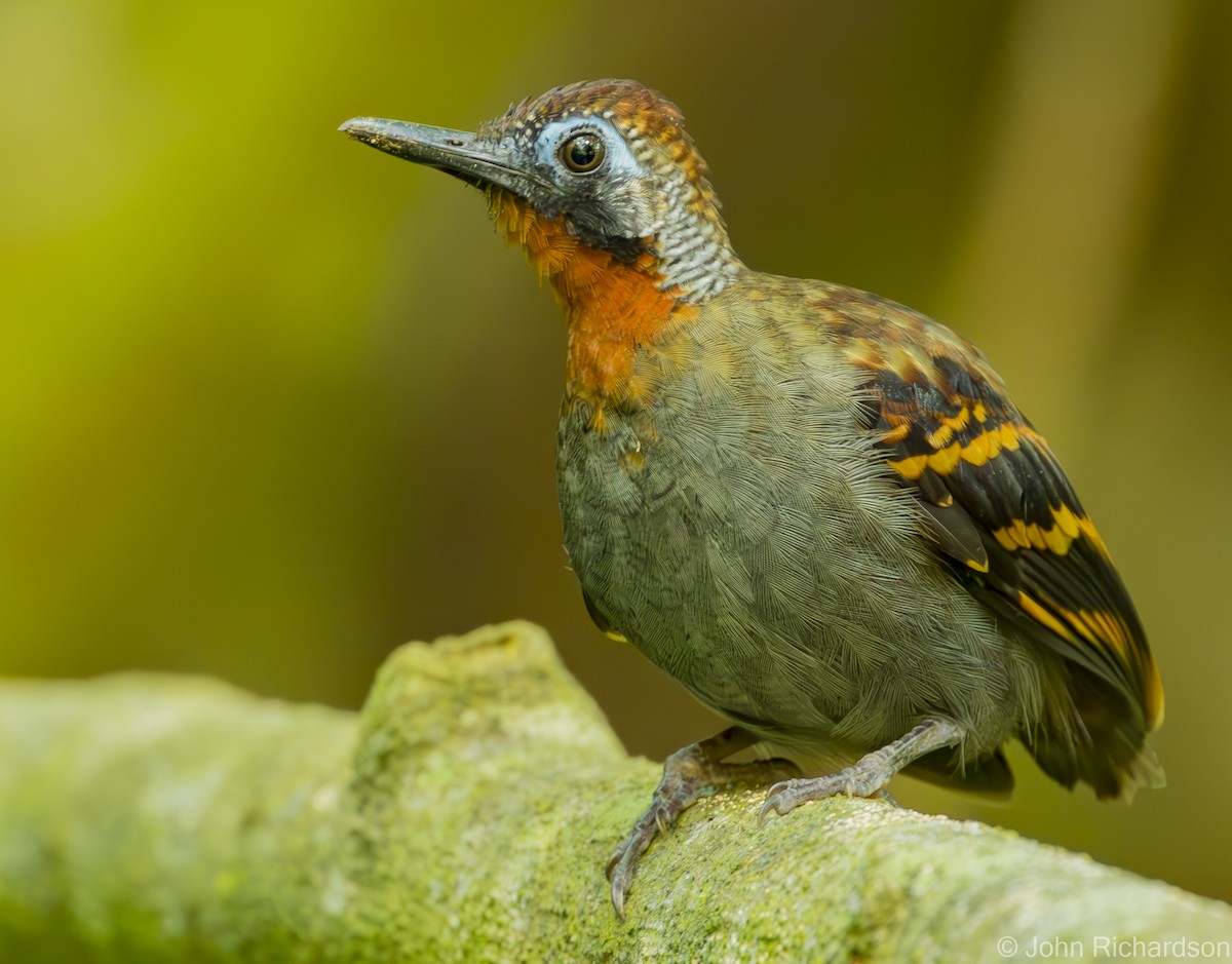 Wing-banded Antbird - ML621186991