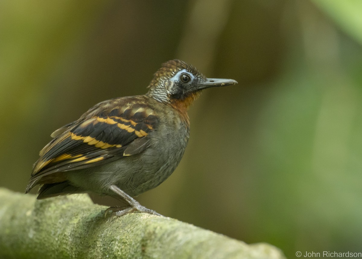 Wing-banded Antbird - ML621186993