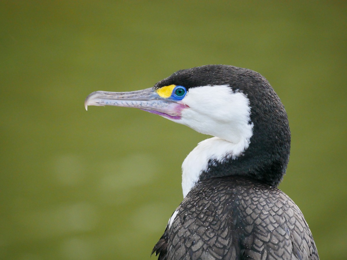 Pied Cormorant - ML621187003