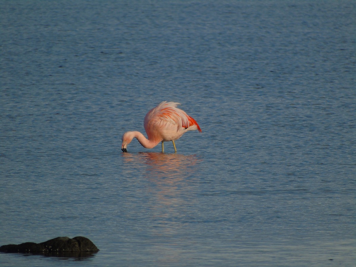 Chilean Flamingo - ML621187027