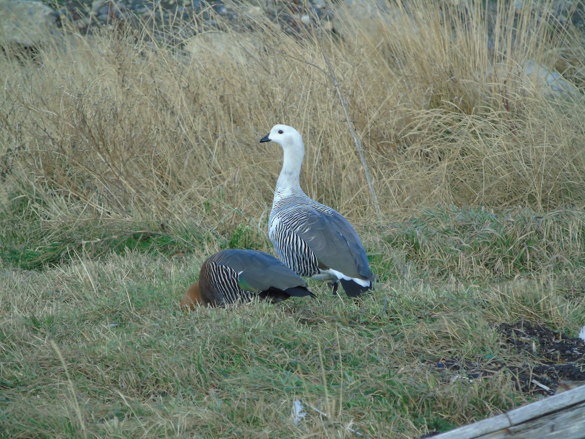 Upland Goose - ML621187068