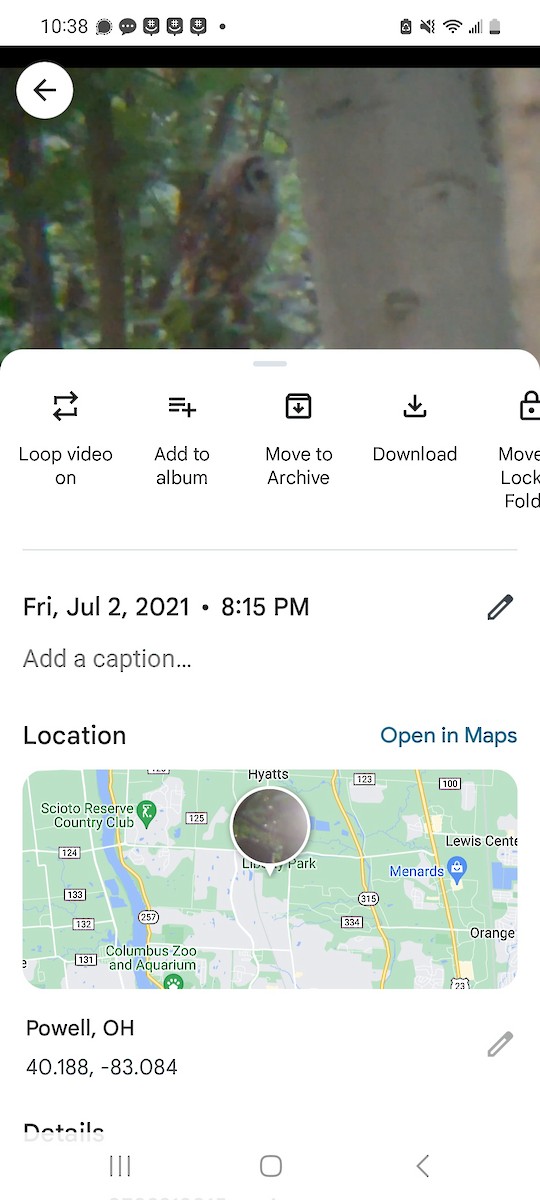 puštík proužkovaný - ML621187079