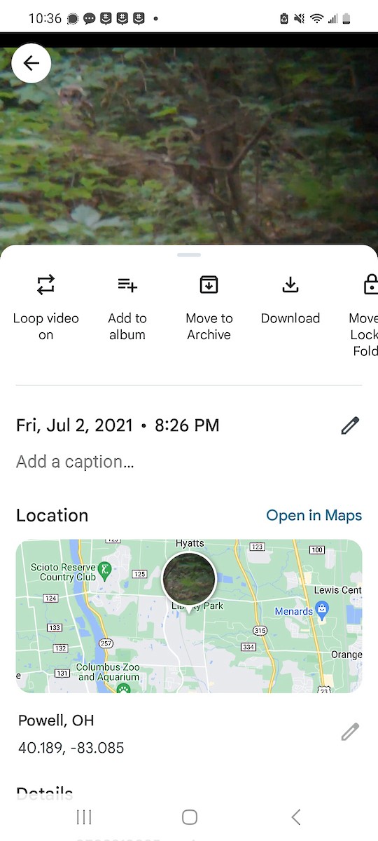 puštík proužkovaný - ML621187080