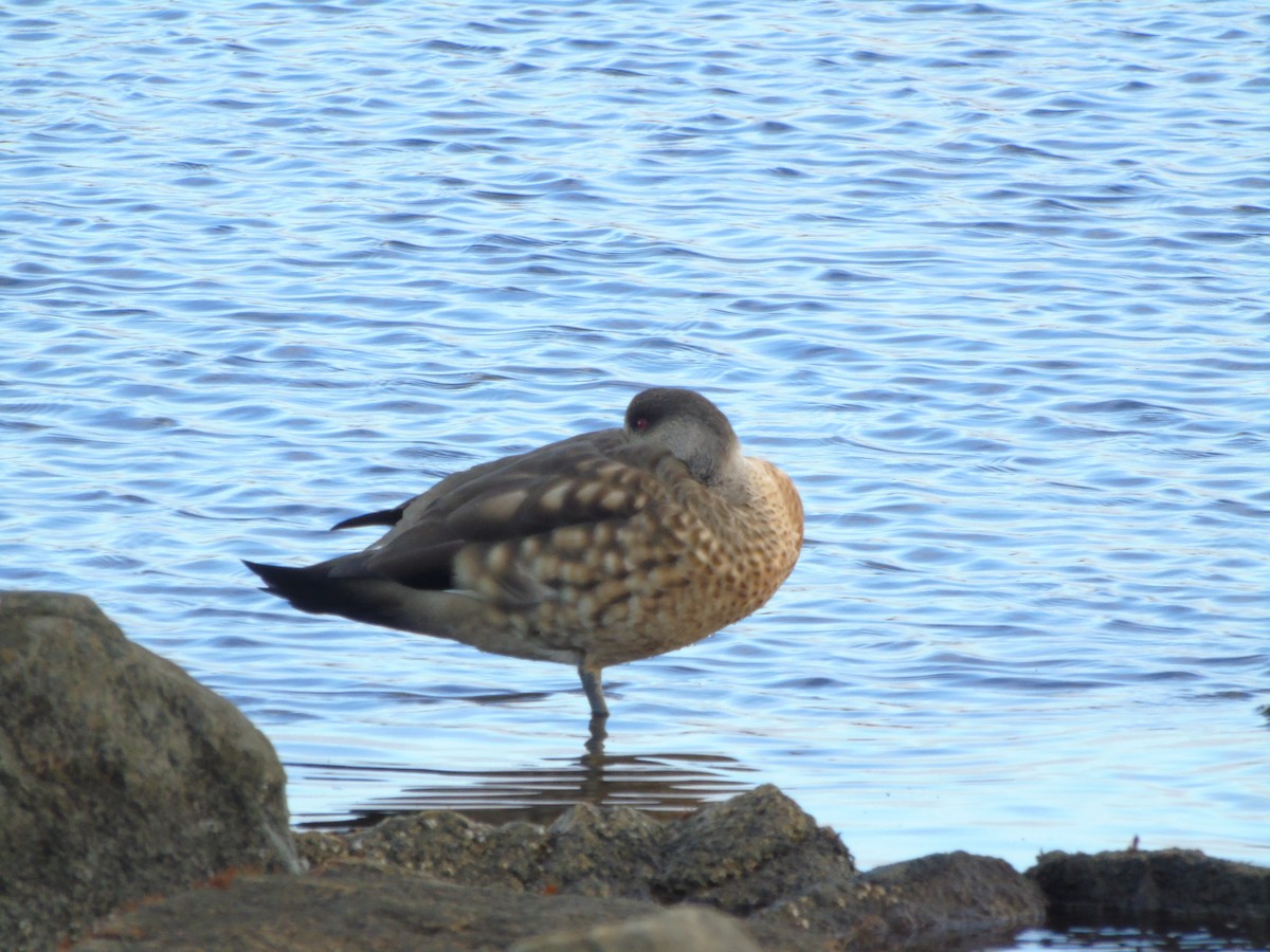 Crested Duck - ML621187081