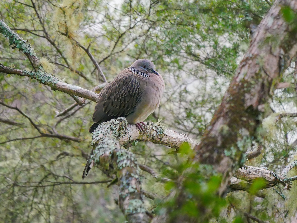 Spotted Dove - ML621187094