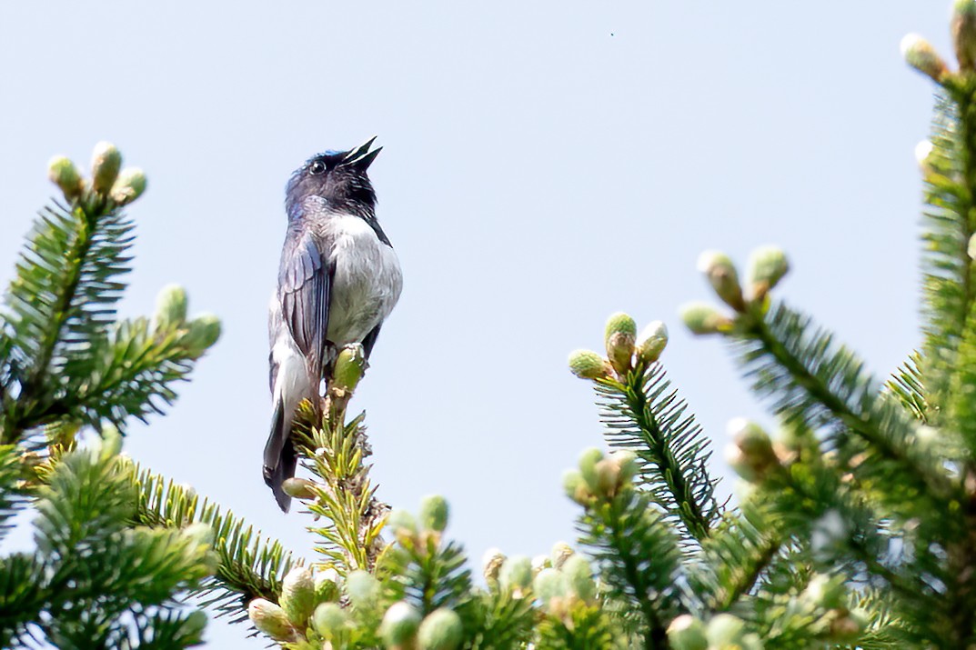 Blue-and-white Flycatcher - ML621187142