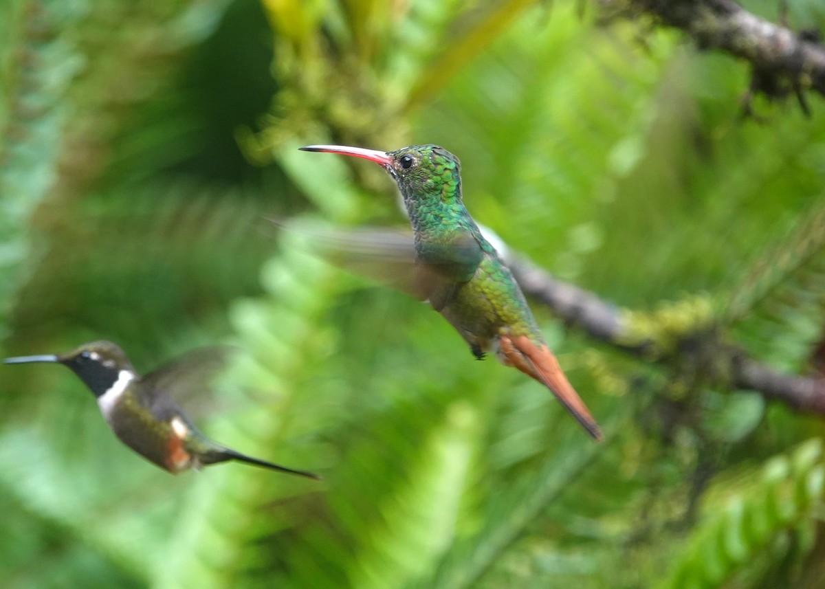 Rufous-tailed Hummingbird - ML621187177