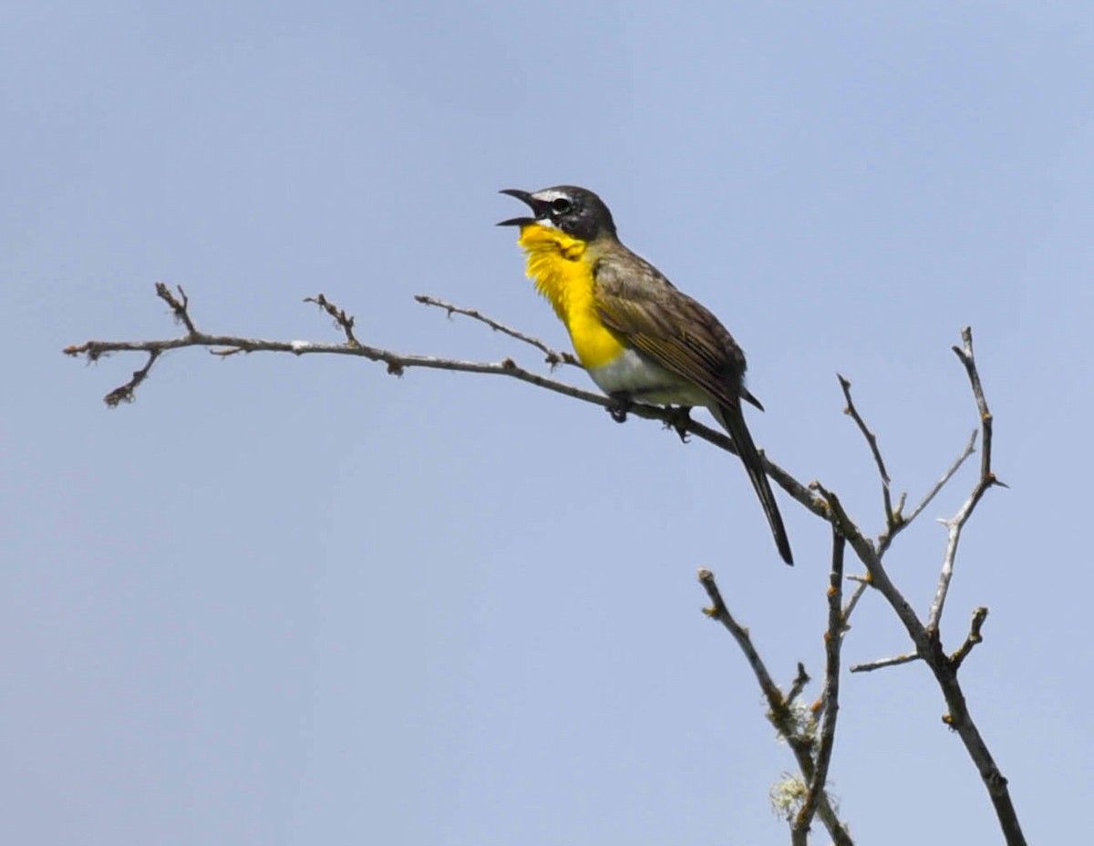 Yellow-breasted Chat - ML621187184