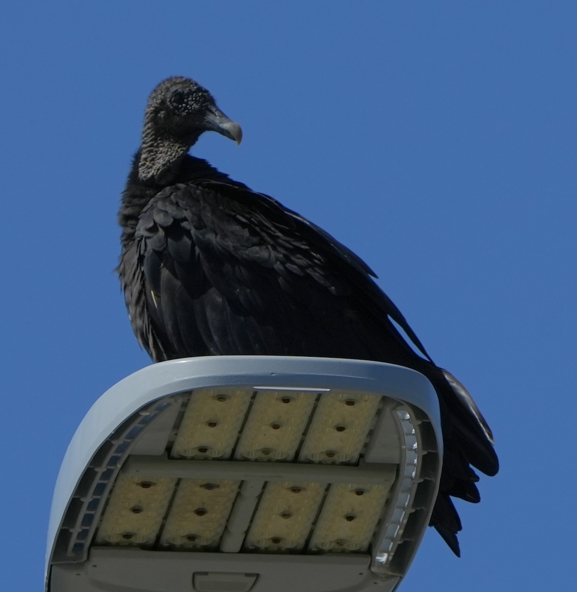 Black Vulture - ML621187203