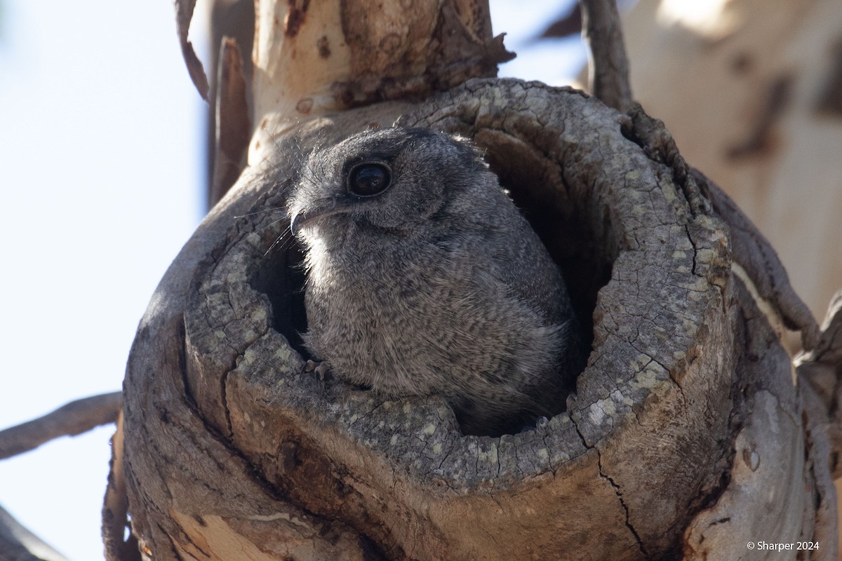 Australian Owlet-nightjar - ML621187213