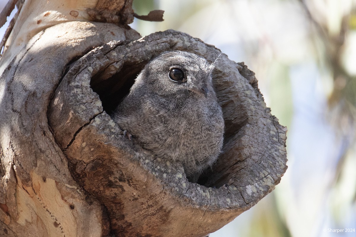Australian Owlet-nightjar - ML621187214