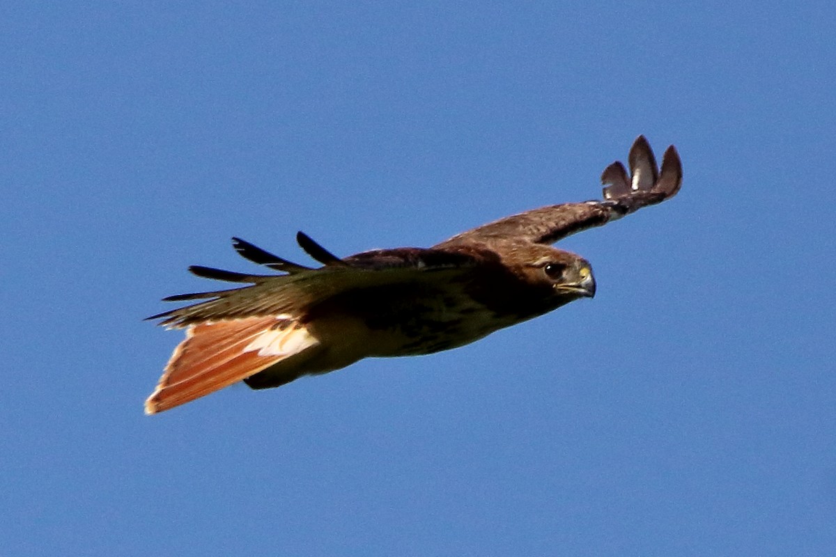 Red-tailed Hawk - ML621187217