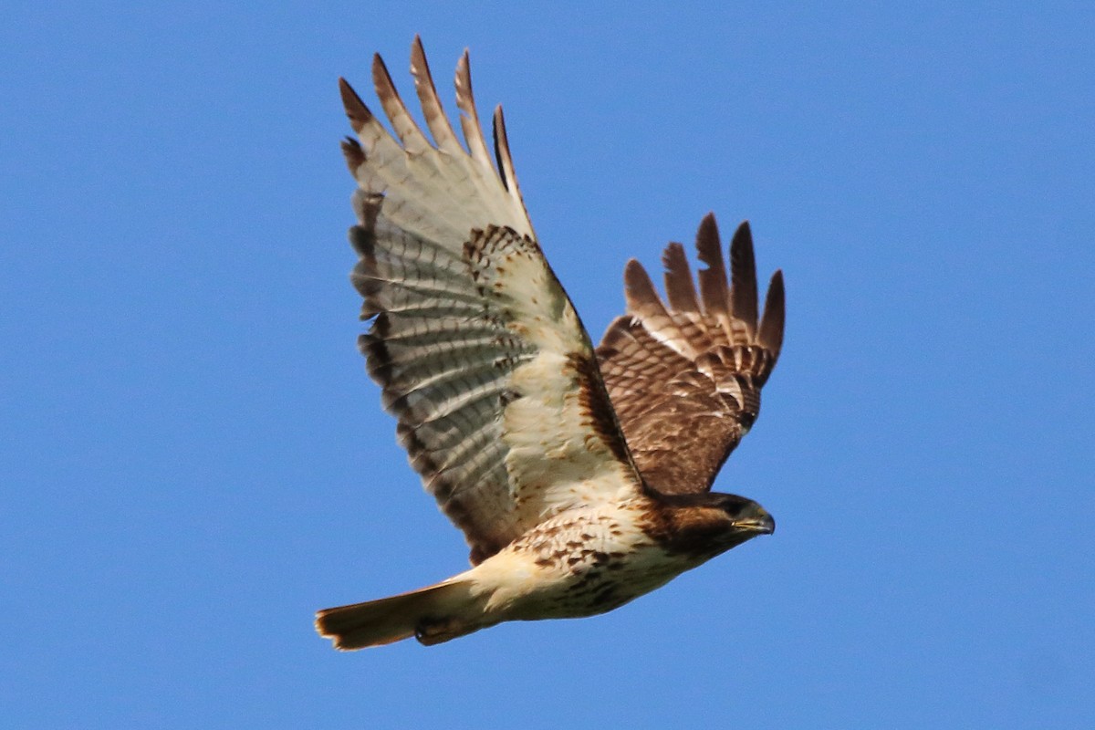 Red-tailed Hawk - ML621187218