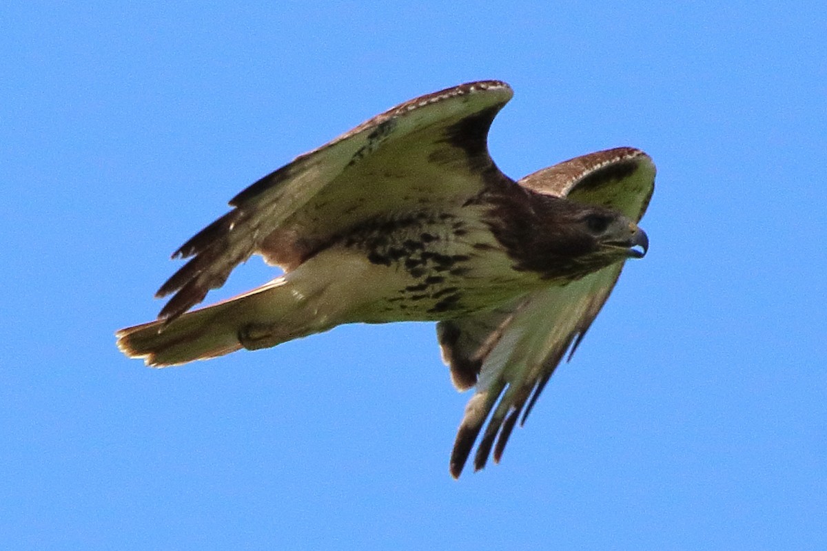 Red-tailed Hawk - ML621187219