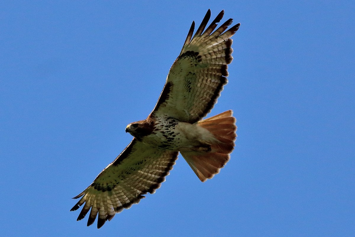 Red-tailed Hawk - ML621187220