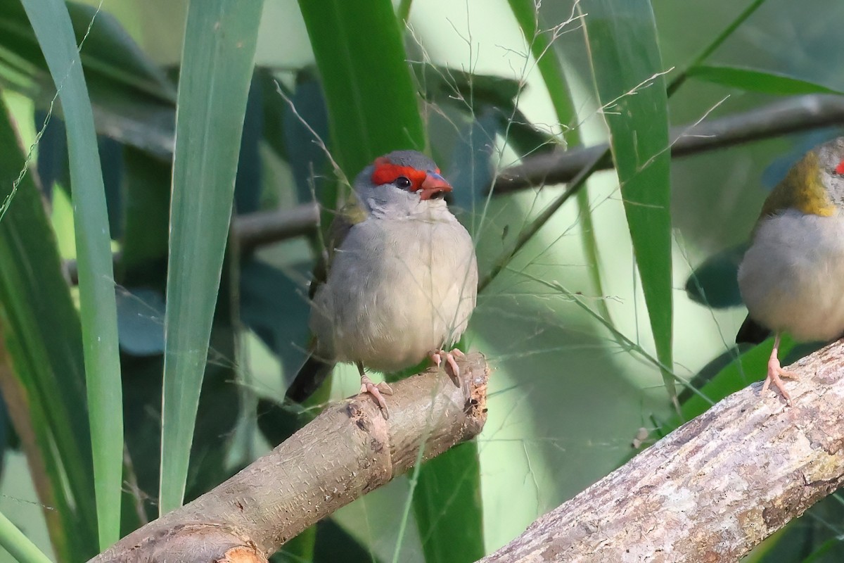 Red-browed Firetail - ML621187263