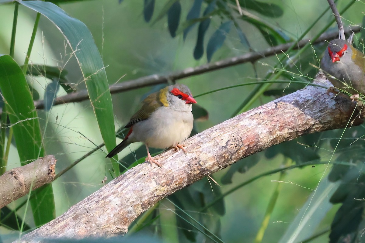 Red-browed Firetail - ML621187264
