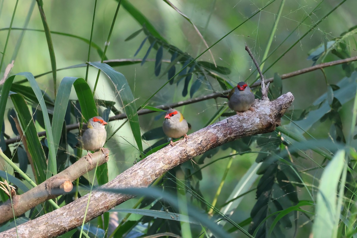 Red-browed Firetail - ML621187265