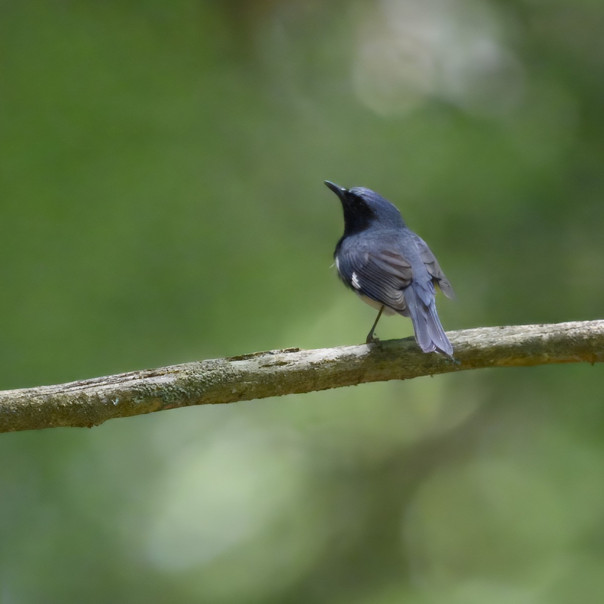 Black-throated Blue Warbler - ML621187266