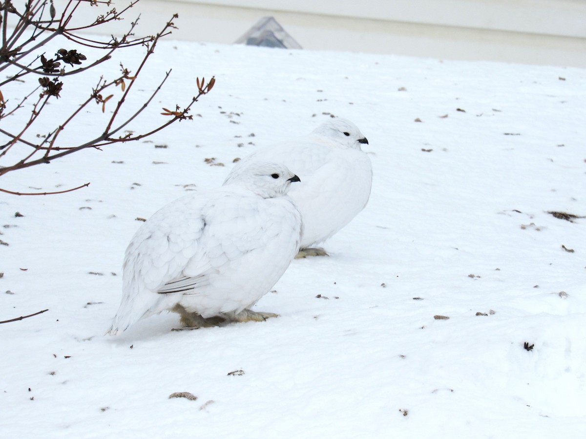 Willow Ptarmigan - ML621187271