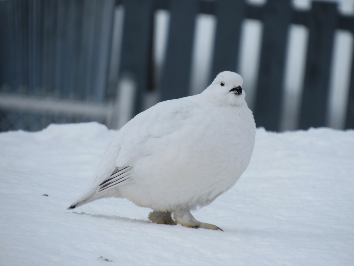 Willow Ptarmigan - ML621187272