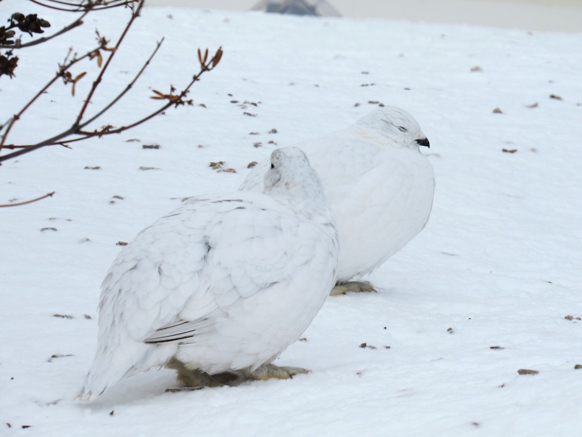 Willow Ptarmigan - ML621187276