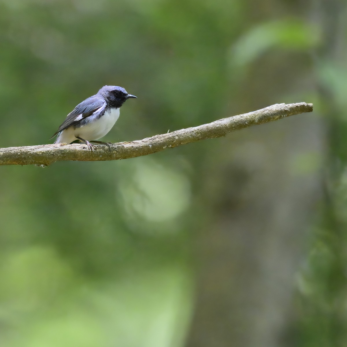 Black-throated Blue Warbler - ML621187278