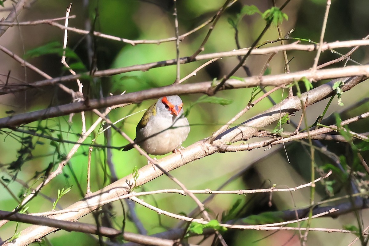 Red-browed Firetail - ML621187285