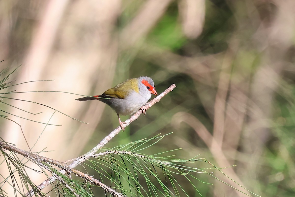 Red-browed Firetail - ML621187286
