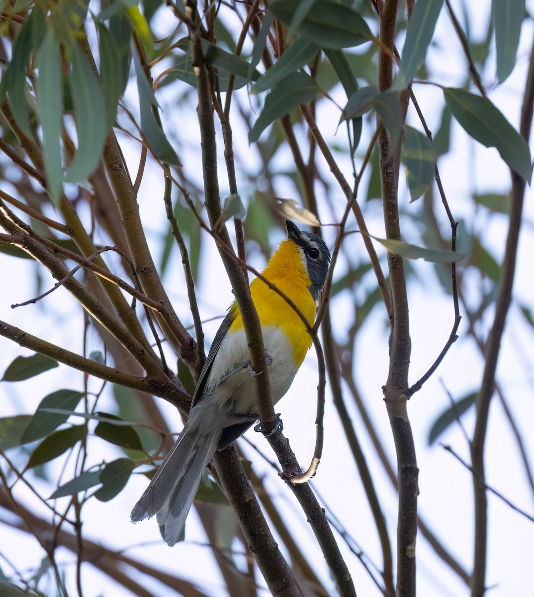 Yellow-breasted Chat - ML621187294