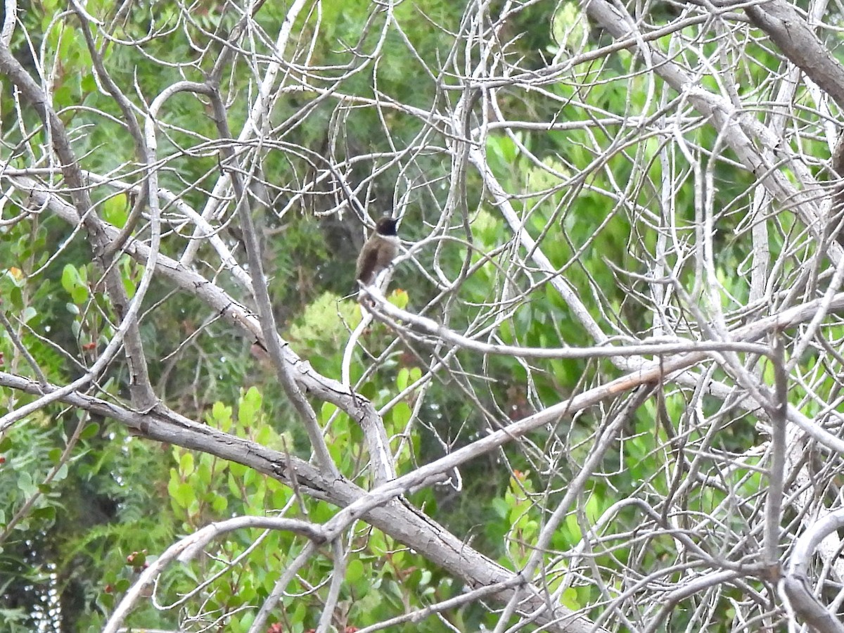 Kara Boğazlı Kolibri - ML621187331