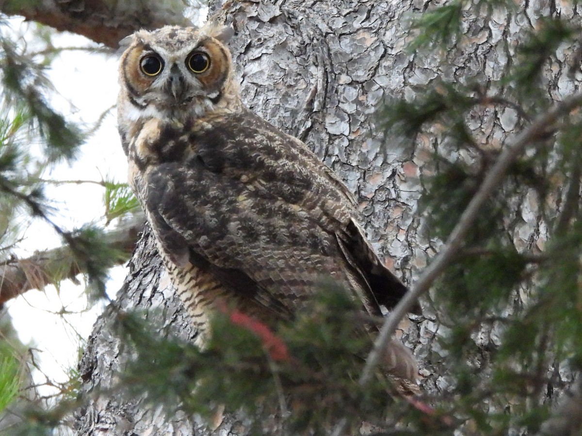 Great Horned Owl - ML621187341