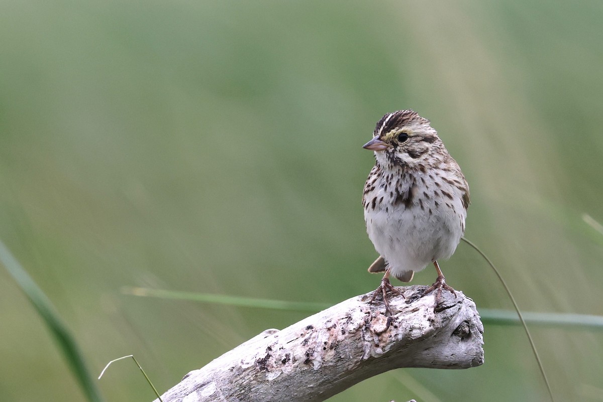 Savannah Sparrow - ML621187345