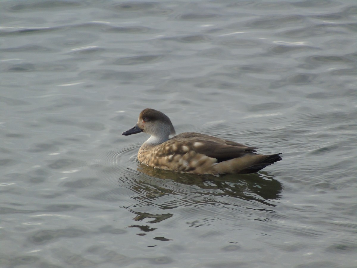 Crested Duck - ML621187349