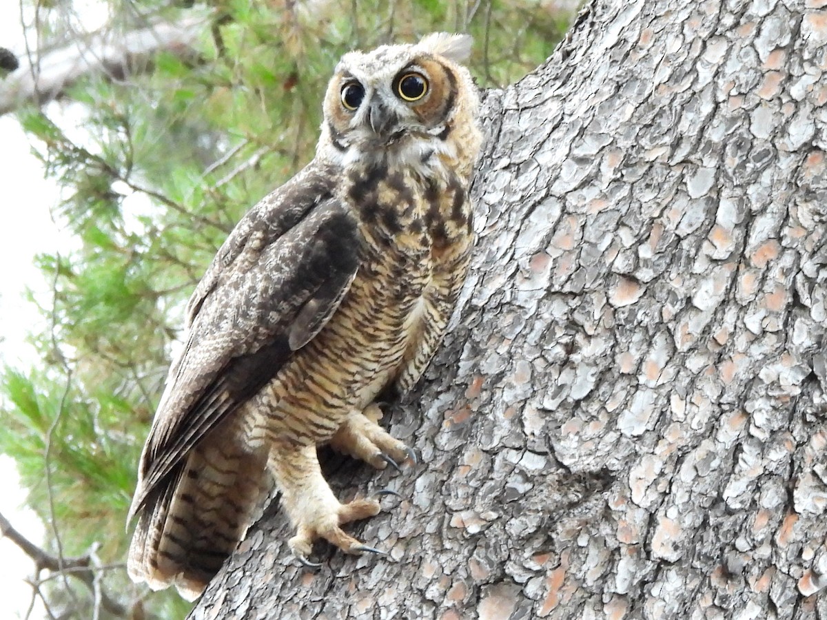 Great Horned Owl - ML621187361