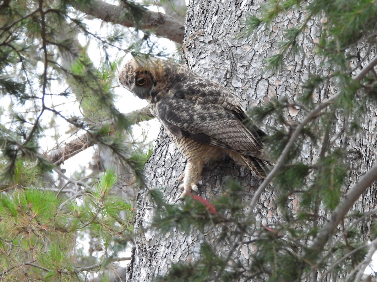 Great Horned Owl - ML621187363
