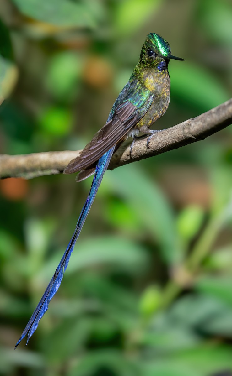 Violet-tailed Sylph - ML621187377