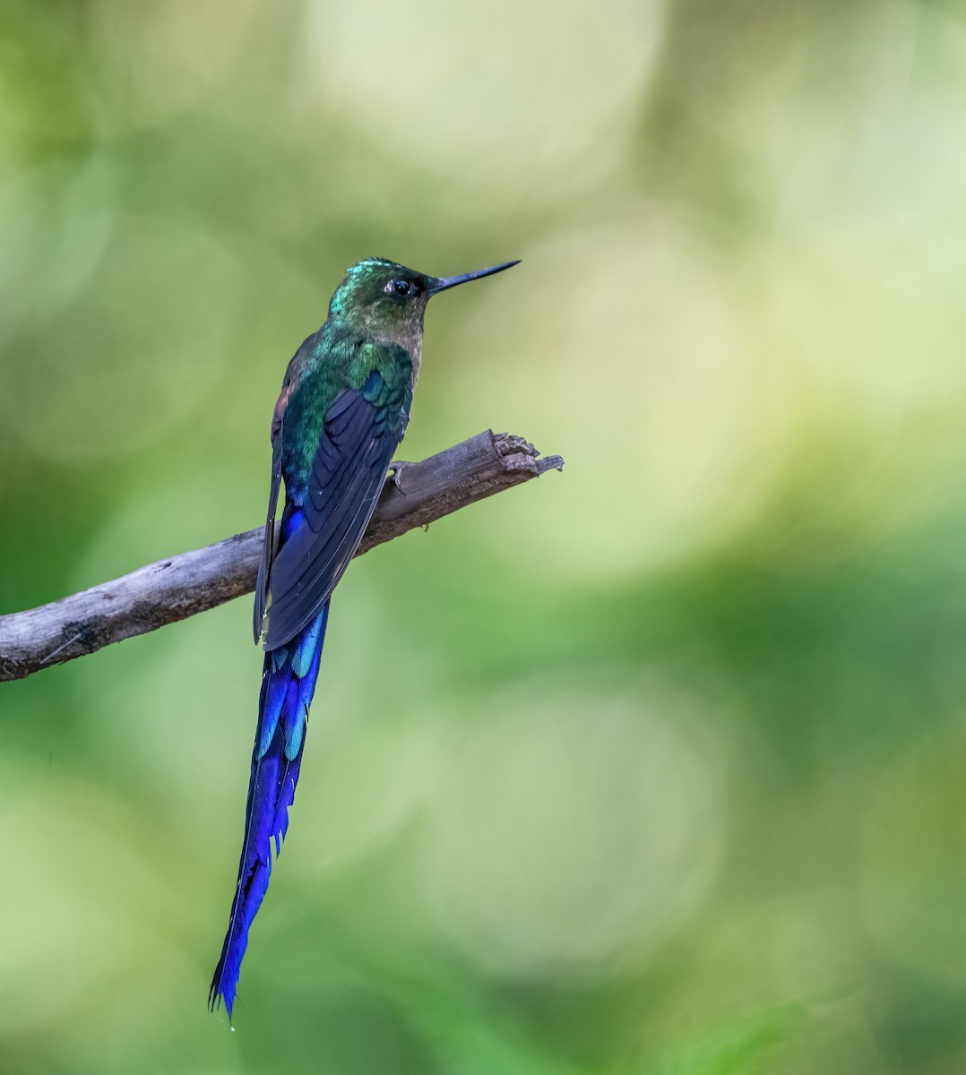 Violet-tailed Sylph - ML621187378