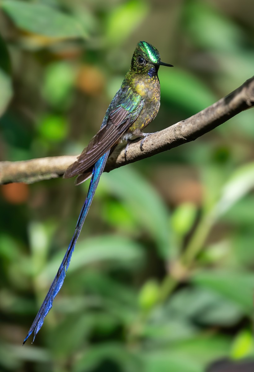 Violet-tailed Sylph - ML621187379