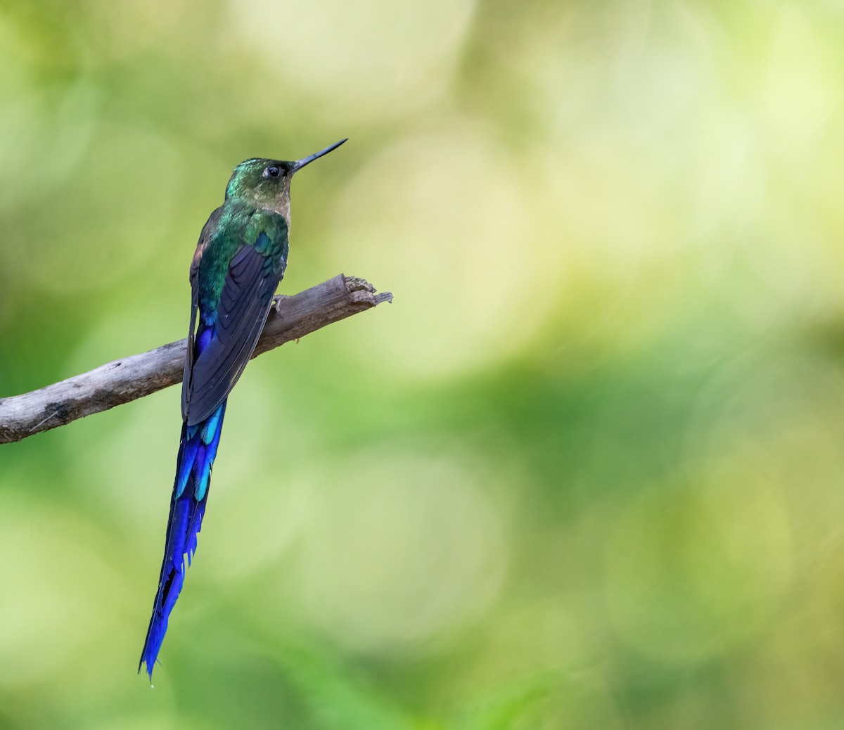 Violet-tailed Sylph - ML621187380